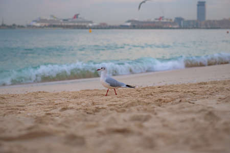 white seagull walks along the seashore in summerの写真素材