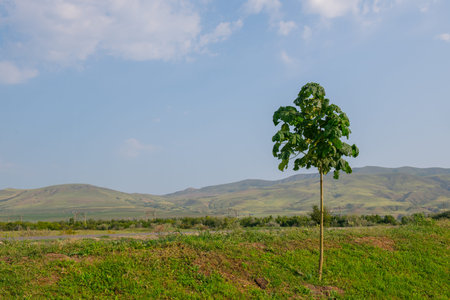 unique colchis forests with evergreen undergrowth in georgia