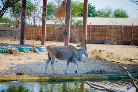 beautiful antelope graceful and fast in the zooの写真素材