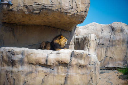 adult lion lies in the shade in the zooの写真素材