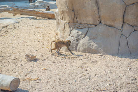 little macaque sits on a stone in the zooの写真素材