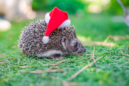 hedgehog in a green meadow in a red hat