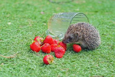 one hedgehog in a clearing with red strawberriesの写真素材