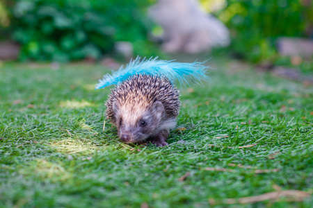 one hedgehog with a blue feather on its backの写真素材
