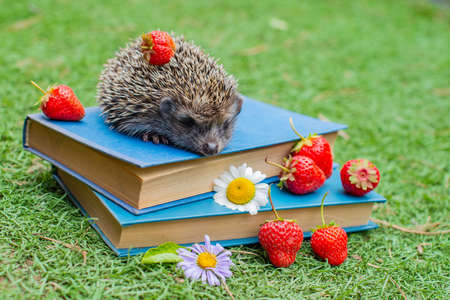a mug with strawberries and a big hedgehog on the booksの写真素材