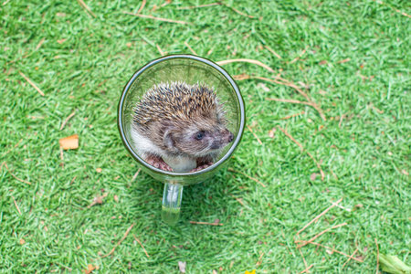 a big hedgehog is sitting in a glass mugの写真素材
