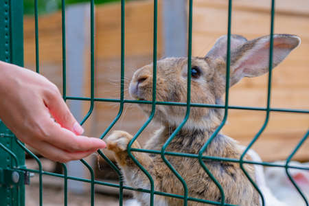 big gray rabbit eats grass through the grateの写真素材