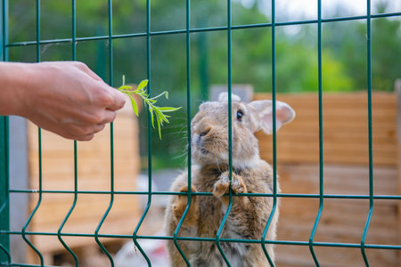 a white rabbit is fed grass through a grate