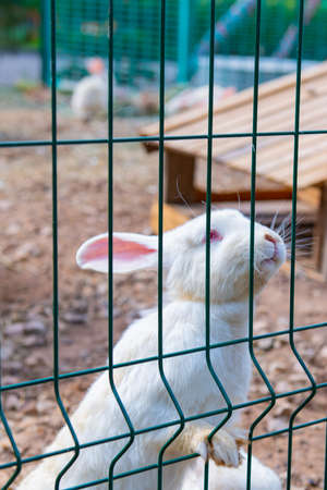 one affectionate white rabbit approaches the cageの写真素材
