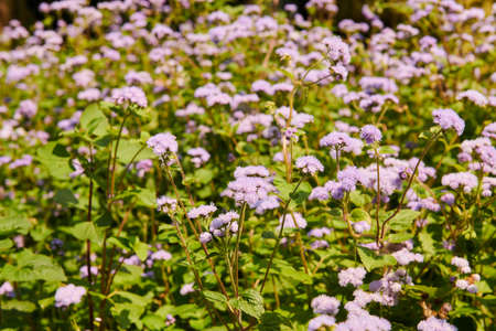 Ageratum flowers in the botanical garden in Batumiの写真素材