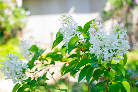 branch of white lilac blossoms in springの写真素材
