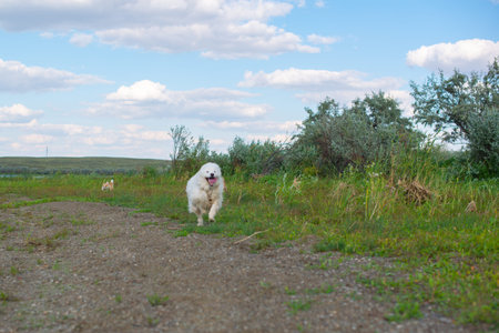 samoyed dog runs along the road in nature