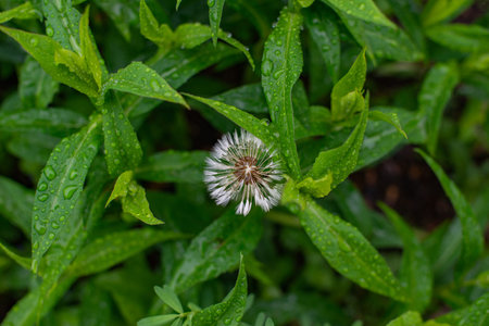 dandelions grow wet on the lawn after the rain