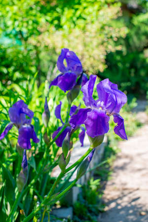 blue irises bloom in the summer on the lawnの写真素材