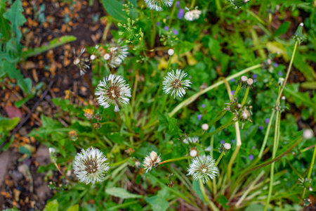 dandelions grow wet on the lawn after the rainの写真素材