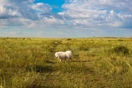 Samoyed runs across the steppe in Kazakhstanの写真素材