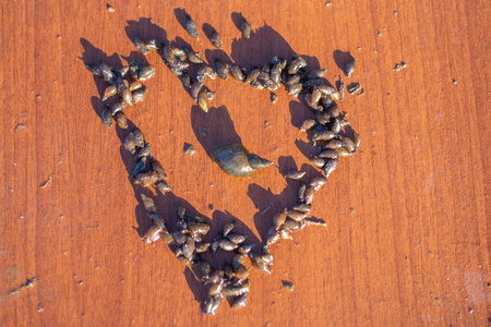small river snails in the shape of a heart
