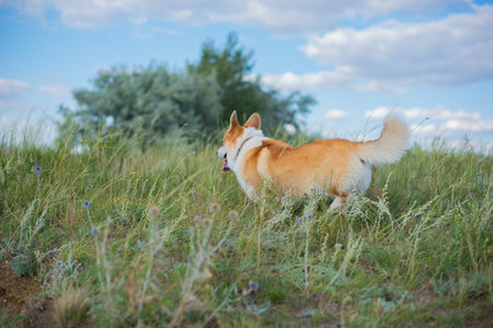 Corgi dog runs along the road in natureの写真素材