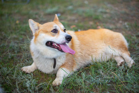 dog corgi royal lies on the grassの写真素材
