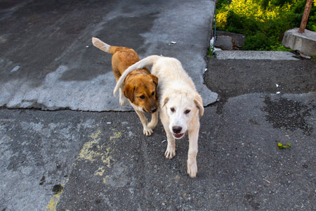 two dogs play with each other in georgia
