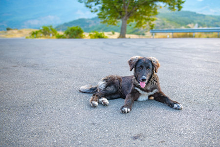 a black puppy is lying on the roadの写真素材