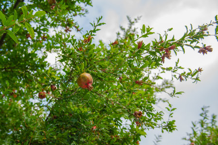 pomegranate fruit on a green tree blue skyの写真素材