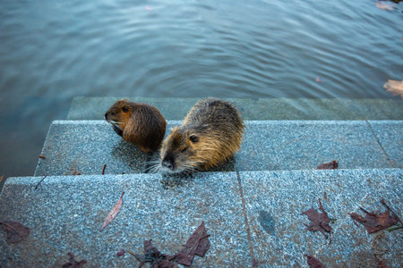 Two beavers climb out of the water onto the blue steps