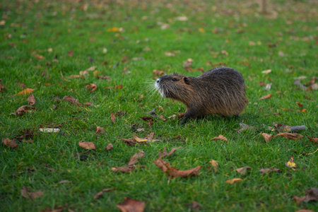 one brown beaver looks up in a green clearingの写真素材