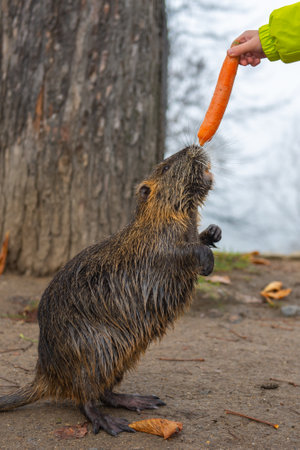 one adult beaver is treated to carrots in Pragueの写真素材
