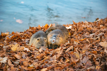 Two beavers sitting on the shore in autumn leavesの写真素材