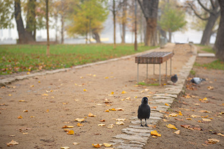 A black crow walks on the sidewalk in the fall in the cityの写真素材