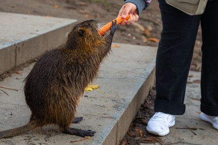 a large beaver is fed carrots in Pragueの写真素材