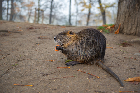 One beaver eating carrots on the shoreの写真素材
