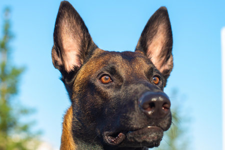 Portrait of a Malinois dog on the streetの写真素材
