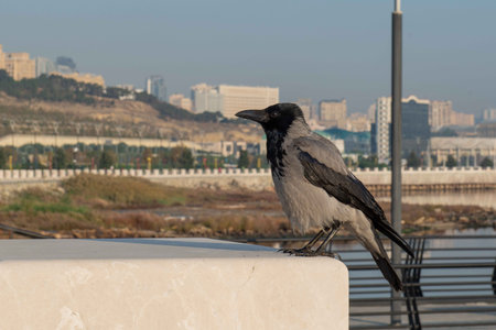 A huge crow sits on the railing of the fence in Baku