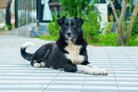 One black dog with a white breast lies