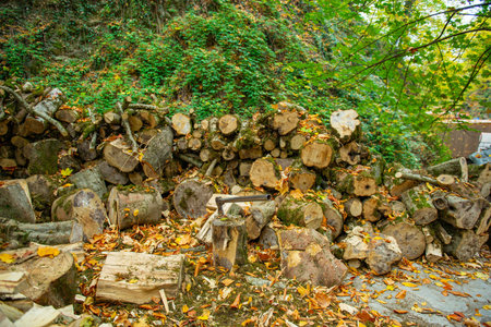 Firewood lies in the forest near the waterfall