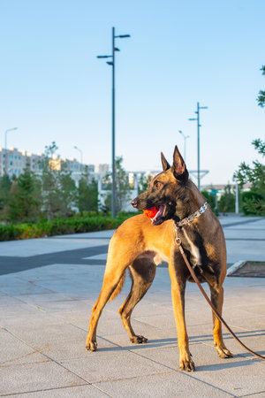 Portrait of a dog on the streetの写真素材