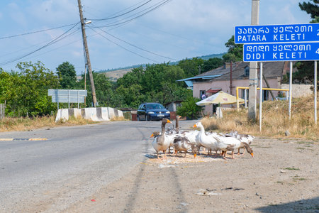 A lot of geese are walking along the road in Georgiaの写真素材