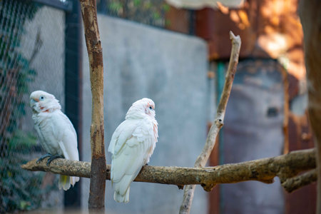 White cockatoos sitting on a branch in an enclosureの写真素材