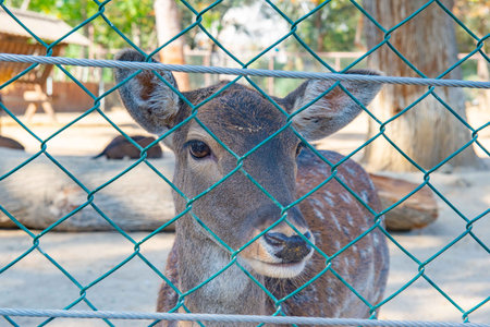 deer in Baku Zoological Parkの写真素材
