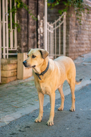Big beige dog with collar in Istanbulの写真素材
