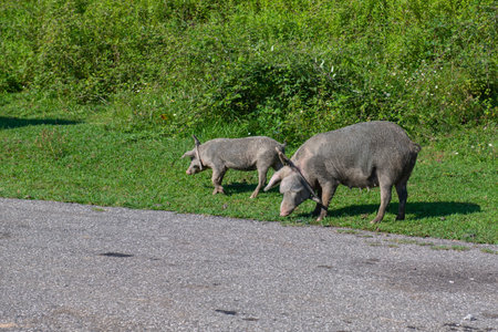 two huge pig with a collar walks on the grass in Georgiaの写真素材