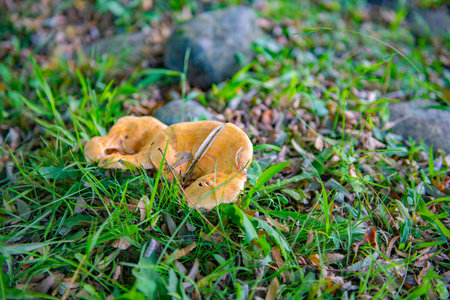 Huge orange two mushrooms growing in a clearingの写真素材