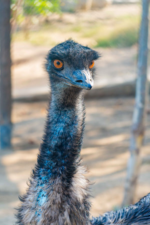 buffalo ostrich in Baku Zoological Parkの写真素材