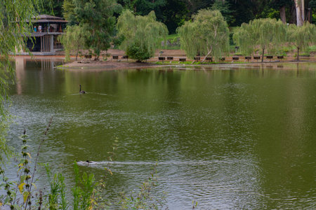 a very beautiful lake in Shekvetili Dendrological Parkの写真素材