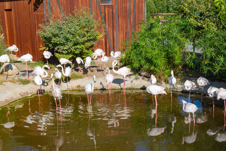 Buffalo flamingo to Baku Zoological Parkの写真素材