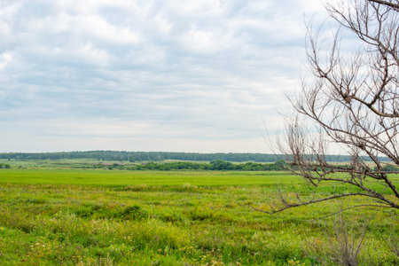 fields sown with wheat and corn in summer and the skyの写真素材