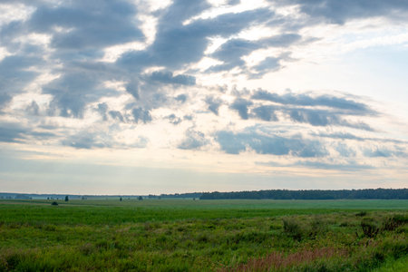 fields sown with wheat and corn in summer and the skyの写真素材