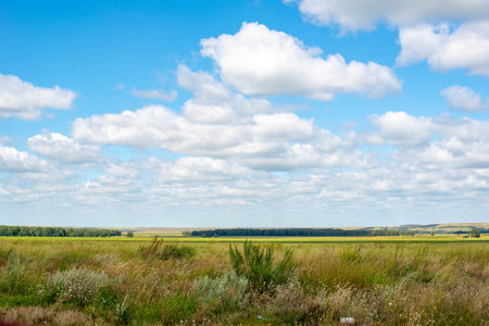 In summer, a field of green wheat and a sky with cloudsの写真素材